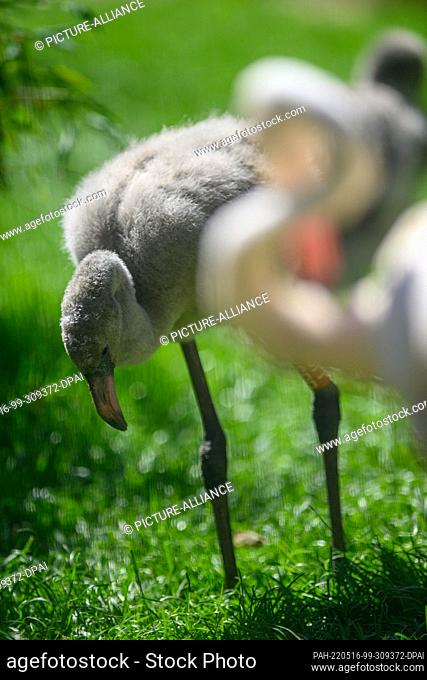 16 May 2022, Saxony-Anhalt, Magdeburg: A pink flamingo chick stands next to an adult bird. The pink flamingo colony with 56 birds had moved into a newly...