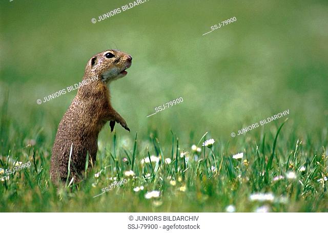 Citellus / Spermophilus / ground squirrels , susliks , sousliks