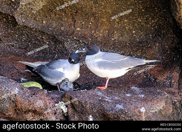Ecuador, Galapagos, Genovesa, Swallow-tailed gulls, Creagrus furcatus
