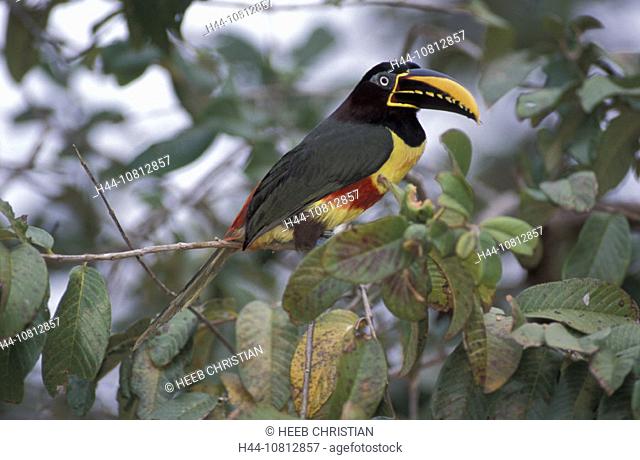 Chestnut-eared Aracari, Pteroglossus castanotis, Pantanal, South of Cuiaba, Mato Grosso, Brazil, South America, animal