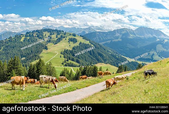 Mountain pasture with cattle in the area of La Lécherette