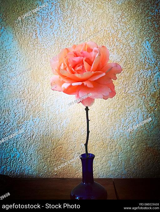 A pink rose decorates a home in Mexico City, Mexico