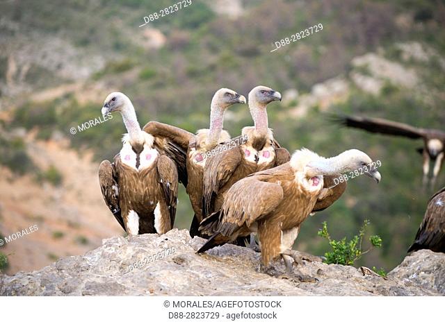 Europe, Spain, Province of Lleida, Eurasian Griffon Vulture (Gyps fulvus)
