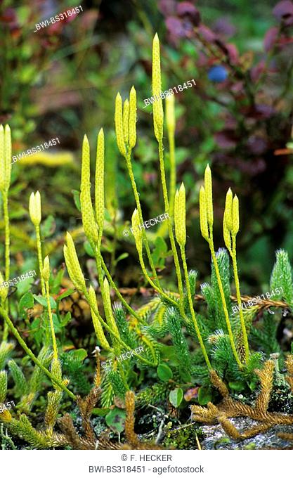 elk-moss, running clubmoss, running ground-pine, stags-horn clubmoss, common club moss (Lycopodium clavatum), with cones, Germany