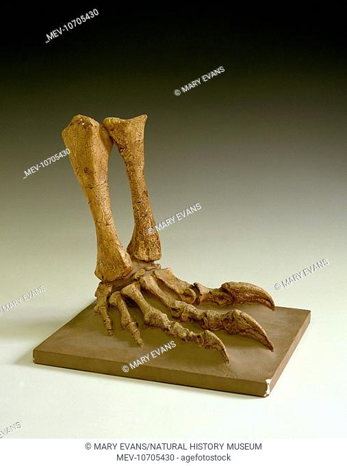 A fossil reconstruction of the hand and lower leg bones belonging to the dinosaur, Plateosaurus. These dinosaurs were wer herbivorous and may have used these...