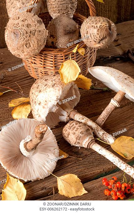 parasol mushroom (Macrolepiota procera)