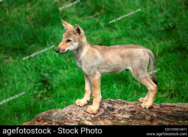 Canis Lupus (Welpe)