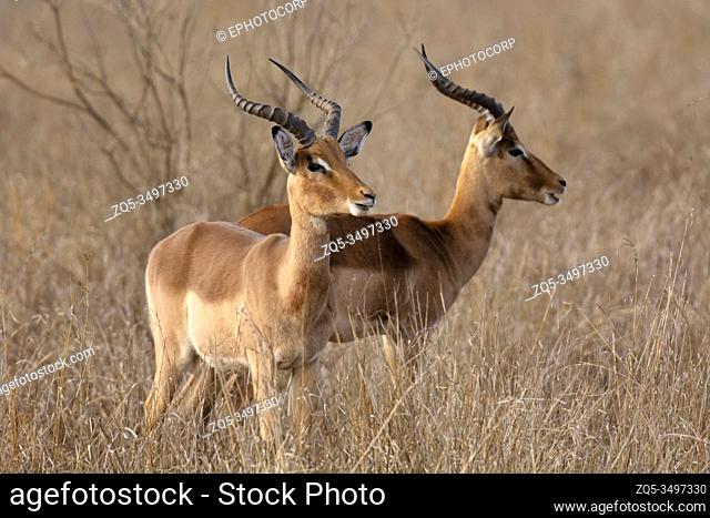 Impala, Aepyceros melampus at Kruger National Park, South Africa