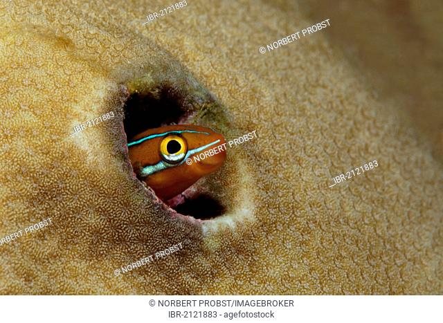 Piano Fangblenny or Mimic Blenny (Plagiotremus tapeinosoma) peeping out of hole in a coral, coral reef, Great Barrier Reef, UNESCO World Heritage Site, Cairns