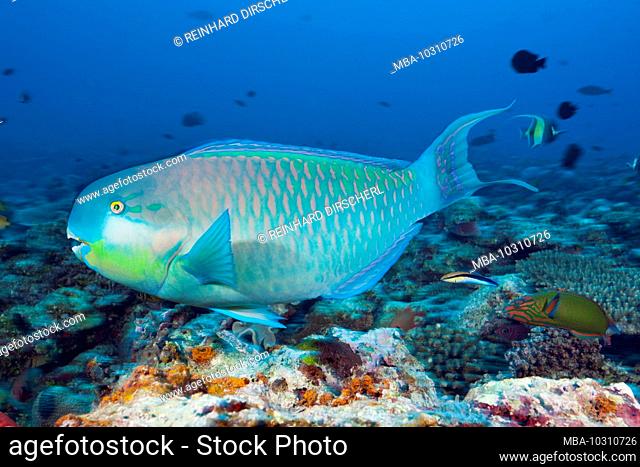 Indian Steephead Parrotfish, Scarus strongylocephalus, Felidhu Atoll, Indian Ocean, Maldives