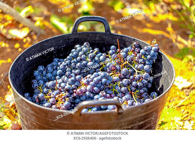 plastic basket stuffed with black grapes