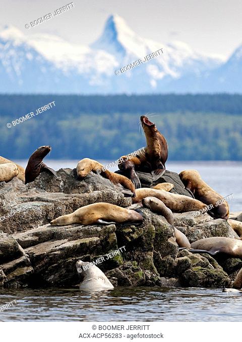 Sea lion haul-out Georgia Strait, Mitlenatch Island, Gulf Islands, British Columbia, Canada