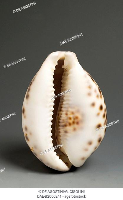 Tiger cowrie shell (Cypraea tigris pardalis), Littorinimorpha.  Private Collection