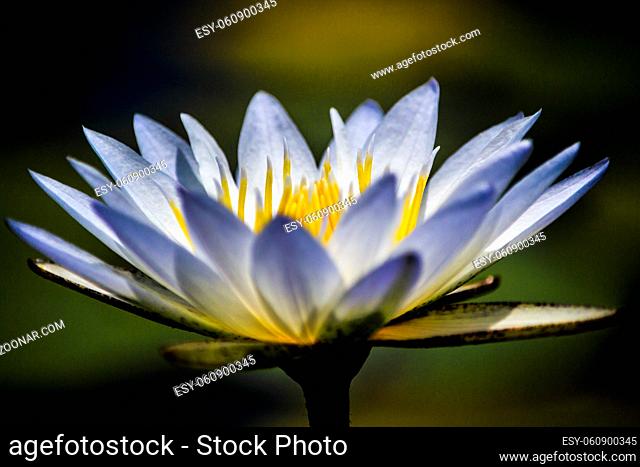 Close-up of Water Lily (Nymphaeaceae) with white leafs and green blurry background