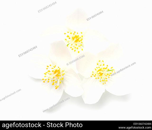 Fresh jasmine flowers isolated over white background. View from above