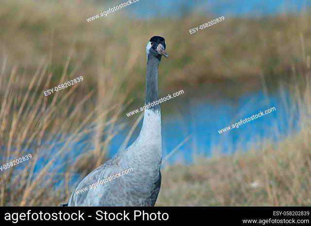 Common crane Grus grus. Gallocanta Lagoon Natural Reserve. Aragon. Spain