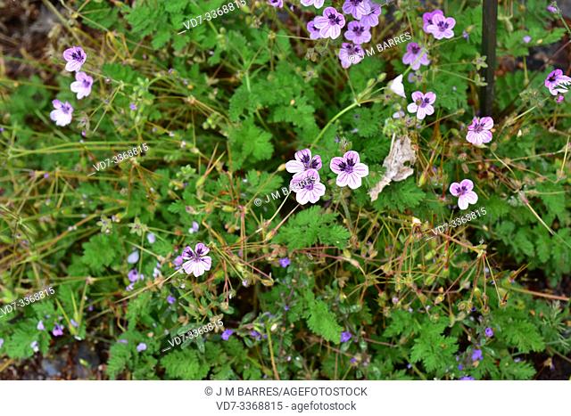 Alfilerillo de Sierra Nevada (Erodium rupicola) is a perennial herb endemic to Sierra Nevada, Sierra de Baza and Sierra de Los Filabres