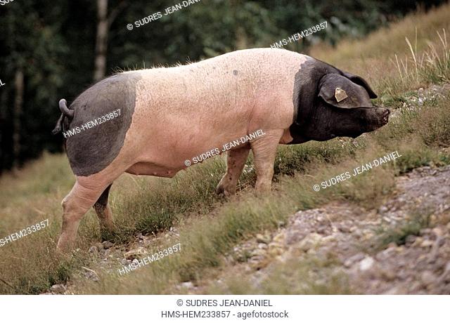 France, Pyrenees Atlantiques, Vallee des Aldudes, Les Aldudes, Pierre Oteiza's Basque pig farm