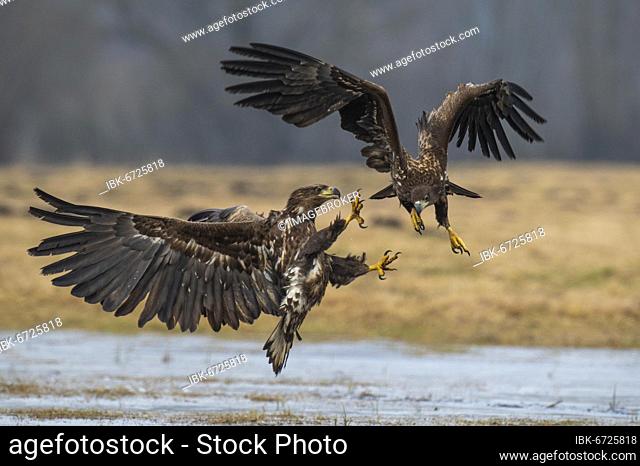 Two young white-tailed eagles (Haliaeetus albicilla) quarreling in flight, Kutno, Poland, Europe