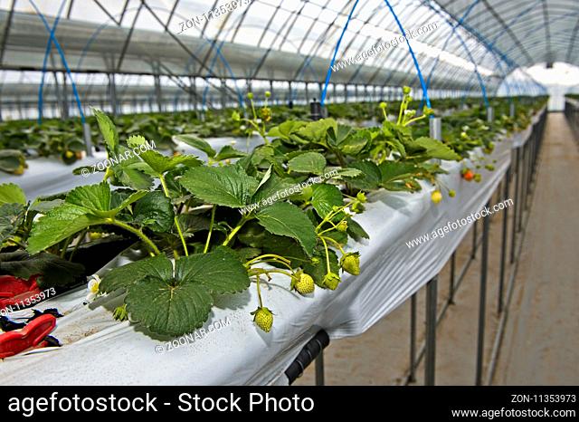 Hors-Sol-Anbau von Erdbeeren im Gewächshaus, Everyday Farm LLC, Songino Khairkhan, Mongolei / Strawberry production in soil-free substrates in a greenhouse