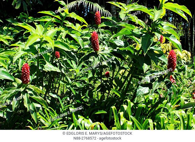 Zingiberacea plants