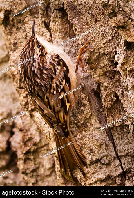 15 January 2023, Berlin: 15.01.2023, Berlin. A Short-toed treecreeper(Certhia brachydactyla) sits on the trunk of a tree in the park of Britzer Garten on a...