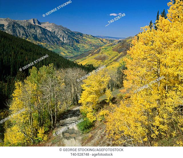 Changing Aspen Trees during the autumn season above the Town of Crystal. White River National Forest. Colorado, USA