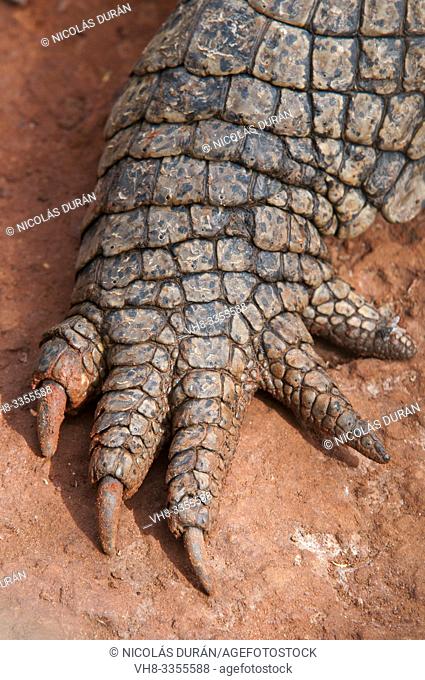 Hand detail crocodile in Bandia Park, Senegal, Nguekhok