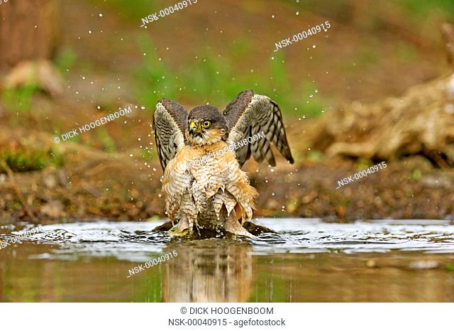 Eurasian Sparrowhawk (Accipiter nisus) male taking a bath, The Netherlands, Overijssel, HBN photohide