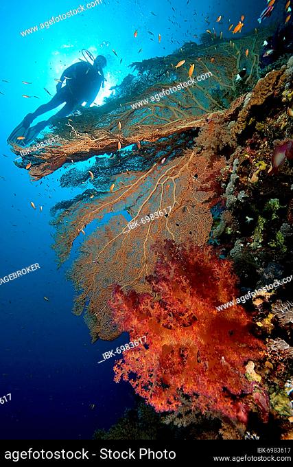 Intact coral reef with fan coral (Anella mollis) and Soft coral (Alcyonacea), behind sport diver, Red Sea, Elphinstone Reef, Egypt, Africa