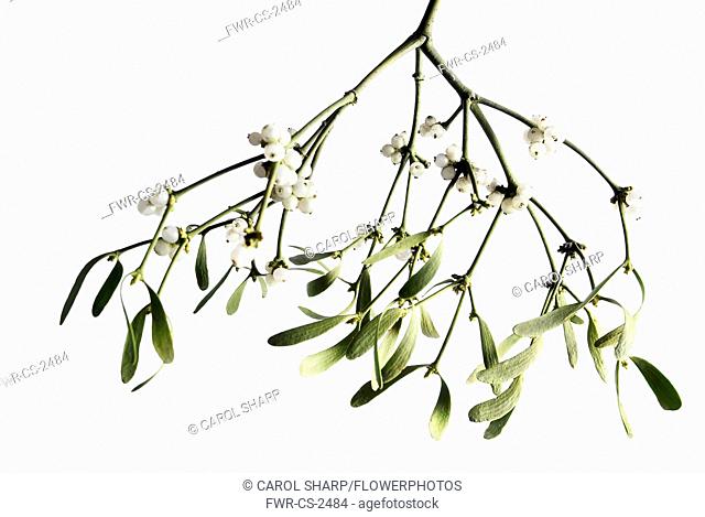 Mistletoe, Viscum album, a bunch hanging down with white berries against white background