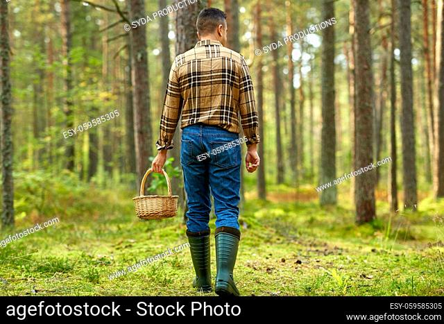 man with basket picking mushrooms in forest
