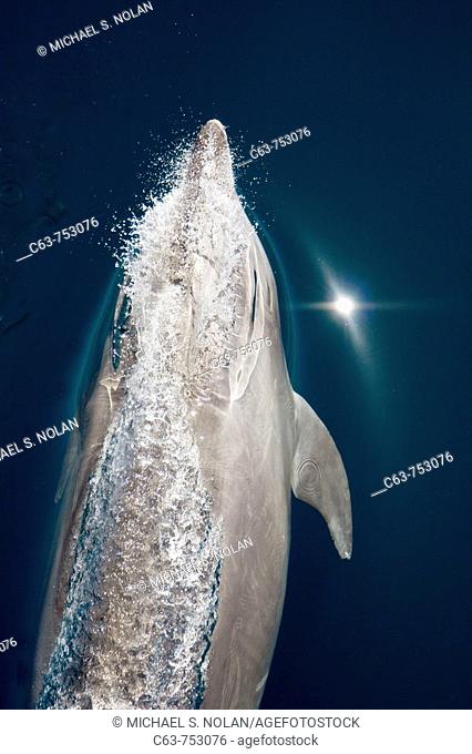Offshore type bottlenose dolphin Tursiops truncatus bow-riding the hull of the National Geographic Sea Bird in the midriff region of the Gulf of California Sea...