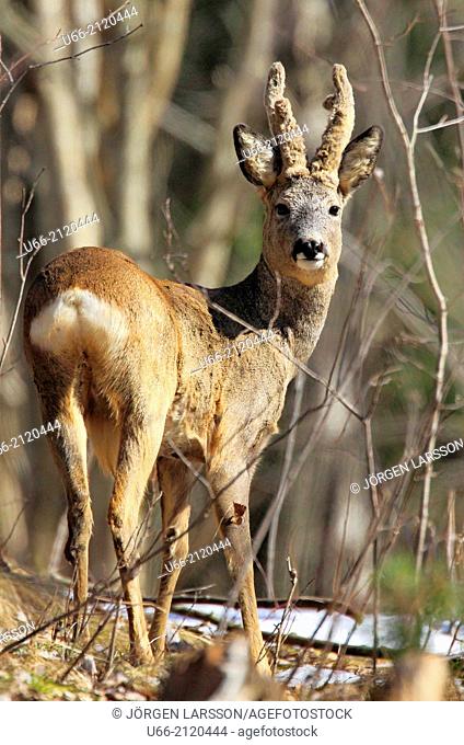 Roe deer, buck, Botkyrka, Sweden