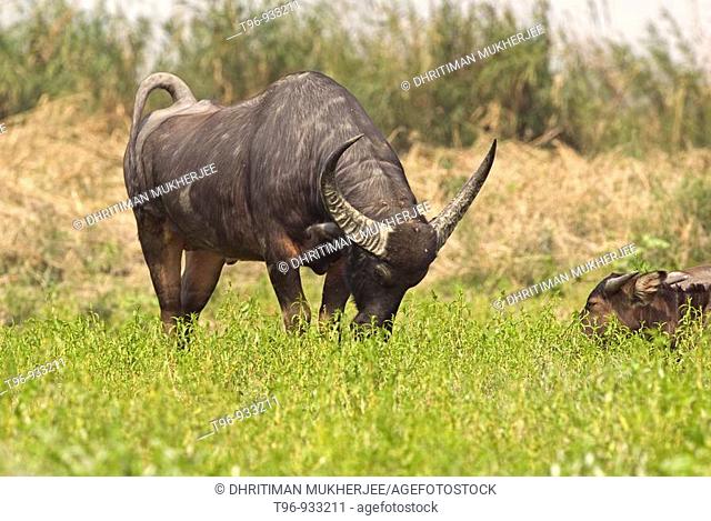 Wild Water Buffalo Bubalus bubalis Grazing in a Wetland in Dibrusaikhowa Assam