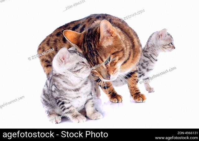 portrait of a purebred bengal cat and kitten on a white background