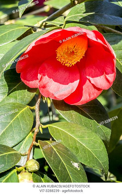 Camellia japonica 'Sylvia'