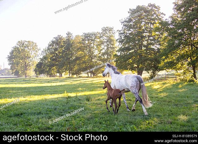 Holsteiner Horse. Gray mare with foal trotting and galloping in a meadow. Germany