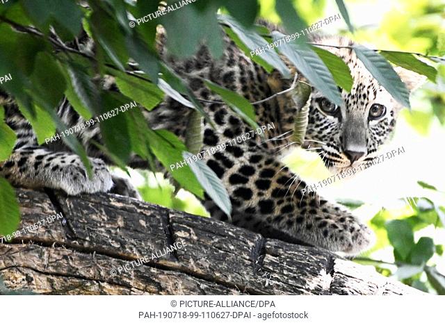 18 July 2019, North Rhine-Westphalia, Cologne: A young leopard sits in a tree in an enclosure at Cologne Zoo. On 3 April 2019 two kittens, Nikan and Banu