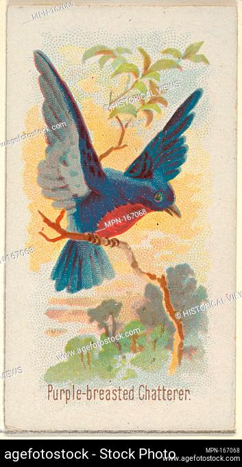 Purple-breasted Chatterer, from the Song Birds of the World series (N23) for Allen & Ginter Cigarettes. Publisher: Allen & Ginter (American, Richmond