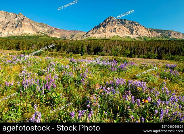 Wildflower meadow in Glacier National Park, Montana, USA
