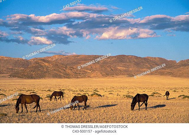 Namib Desert Horse; feral descendants of horses which probably were left behind by German troops in the early 1900; grazing in the evening