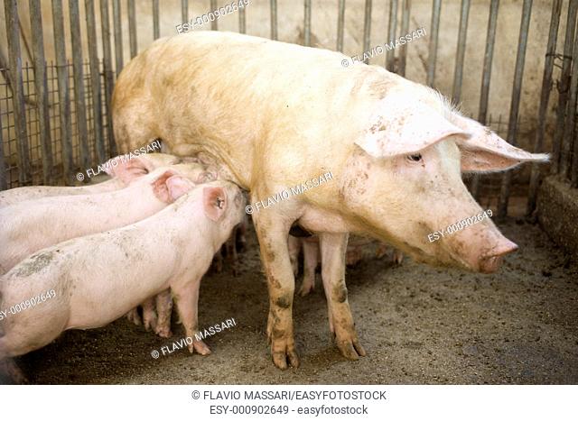 pig feeding her Piglets