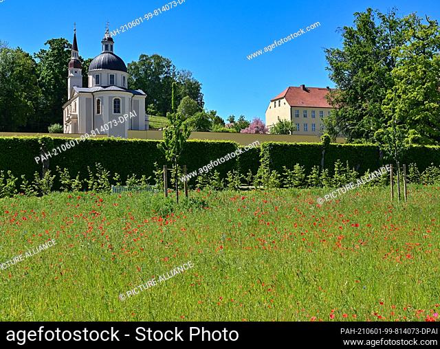 31 May 2021, Brandenburg, Neuzelle: Poppies bloom on an area of the extension of the monastery garden. The Protestant church can be seen in the background