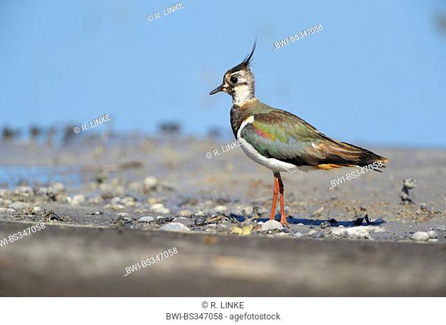 northern lapwing (Vanellus vanellus), standing at the shore, Austria, Burgenland, Neusiedler See National Park