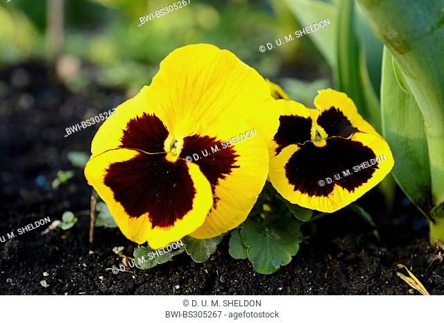 Pansy, Pansy Violet (Viola x wittrockiana, Viola wittrockiana, Viola hybrida), flowers of a yellow Pansy