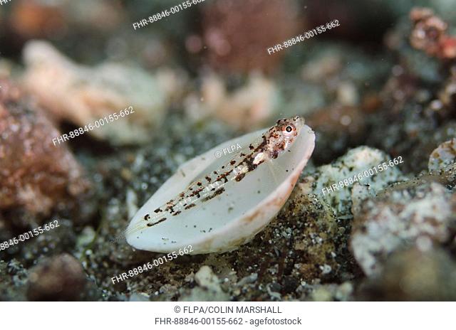 Lipi Goby (Eviota lipi), inside of shell on black sand, Kareko Batu dive site, Lembeh Straits, Sulawesi, Indonesia