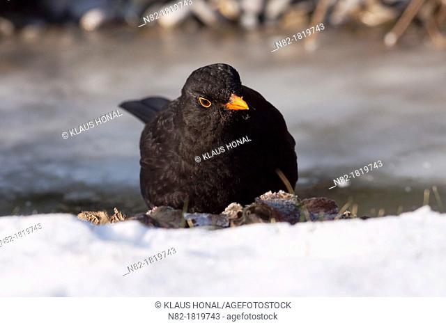 Common blackbird Turdus merula male comes to drink at a frozen stream - Bavaria/Germany