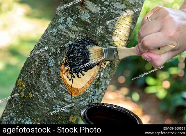 Person streicht Holzteer auf Schnittfläche nach Sommerschnitt eines Obstbaumes - Nahaufnahme