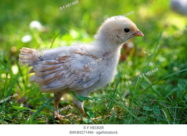 domestic fowl Gallus gallus f. domestica, chick in a meadow, Germany